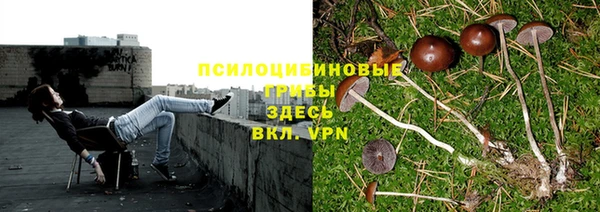 индика Козельск